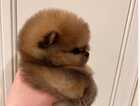 Puppy