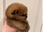 puppy