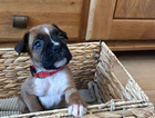 puppy