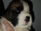 puppy