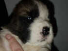 Puppy