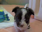 Puppy