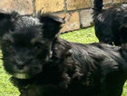 puppy