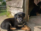 Puppy
