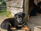 puppy  (bruno)
