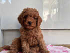 Puppy