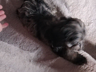 puppy