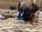 puppy
