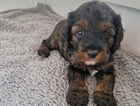 puppy