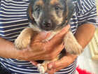 Puppy