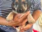 puppy