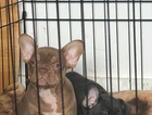 puppy