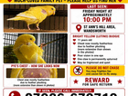 LOST YELLOW BUDGIE - PYE