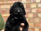 Puppy