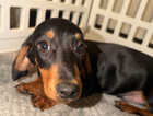 Puppy