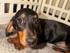 puppy