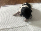 puppy