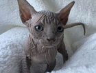 kitten