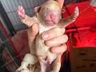 Puppy