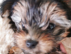 puppy