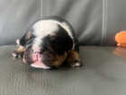 Puppy