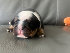 puppy