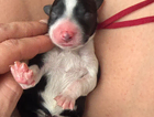 puppy