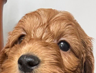 frankie