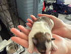 Puppy