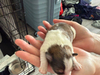 puppy