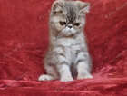 kitten