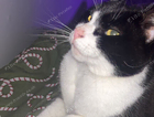 missing tuxedo cat