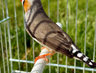 Male zebra finch for sale