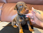 puppy