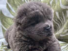 Puppy