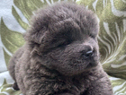 puppy