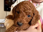 puppy