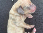 puppy