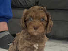 Puppy