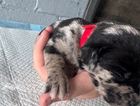 puppy