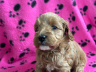 puppy