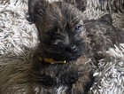 Puppy