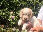 Puppy
