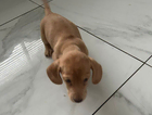 puppy