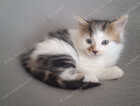 Kitten