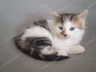kitten