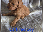 puppy