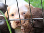 Puppy