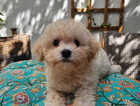 Puppy