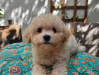 puppy